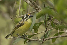 Yellow-fronted Tinkerbird