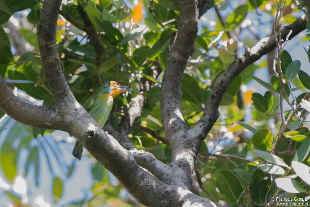 Crimson-fronted Barbet