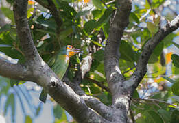 Crimson-fronted Barbet