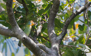 Crimson-fronted Barbet