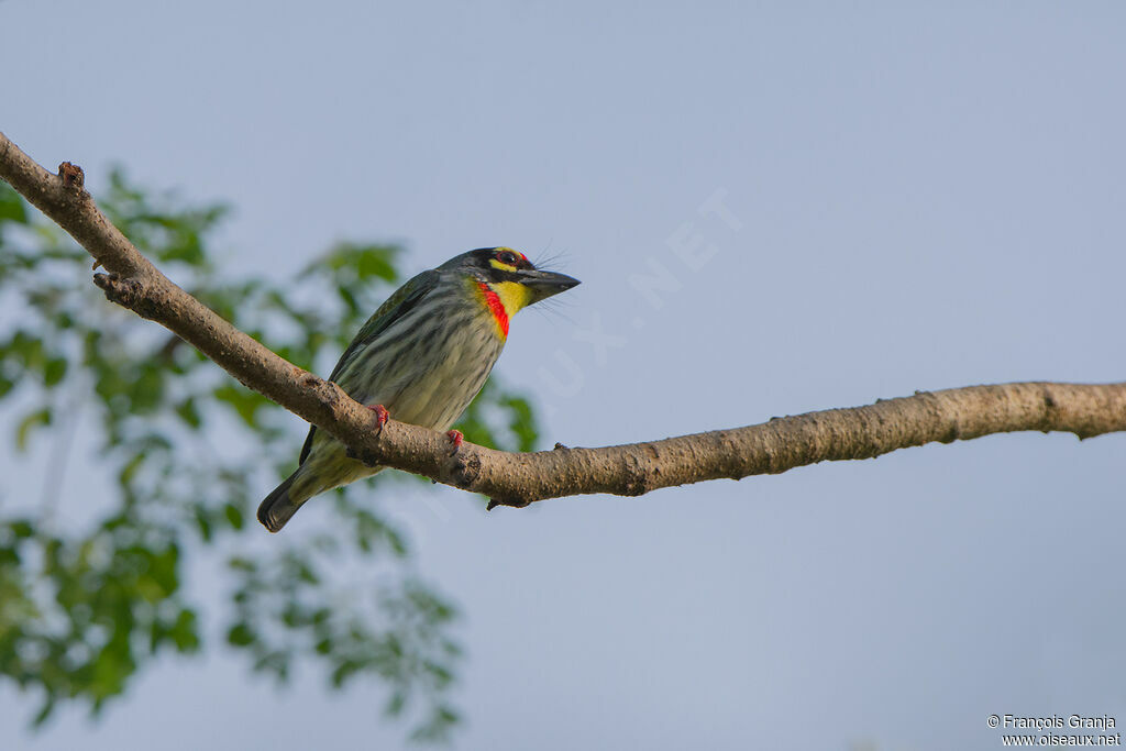 Barbu à plastron rouge