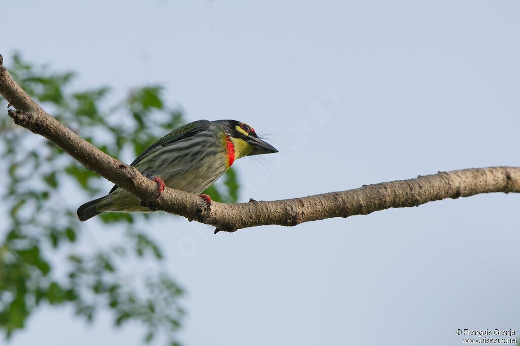 Barbu à plastron rouge