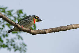 Coppersmith Barbet