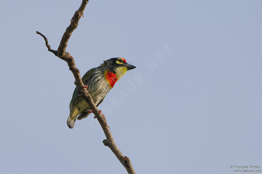 Barbu à plastron rouge