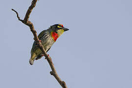 Barbu à plastron rouge