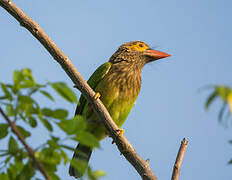 Brown-headed Barbet