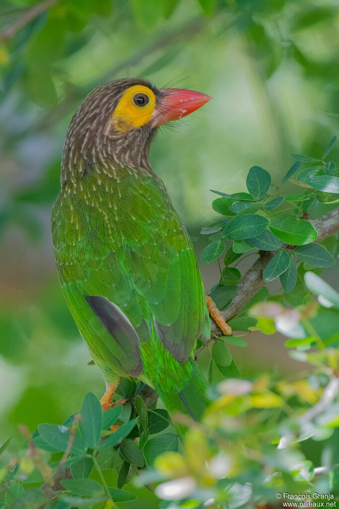 Brown-headed Barbet