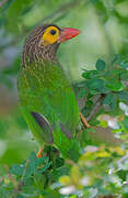 Brown-headed Barbet