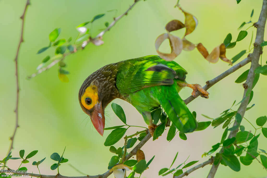 Brown-headed Barbetadult, Behaviour