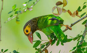 Brown-headed Barbet