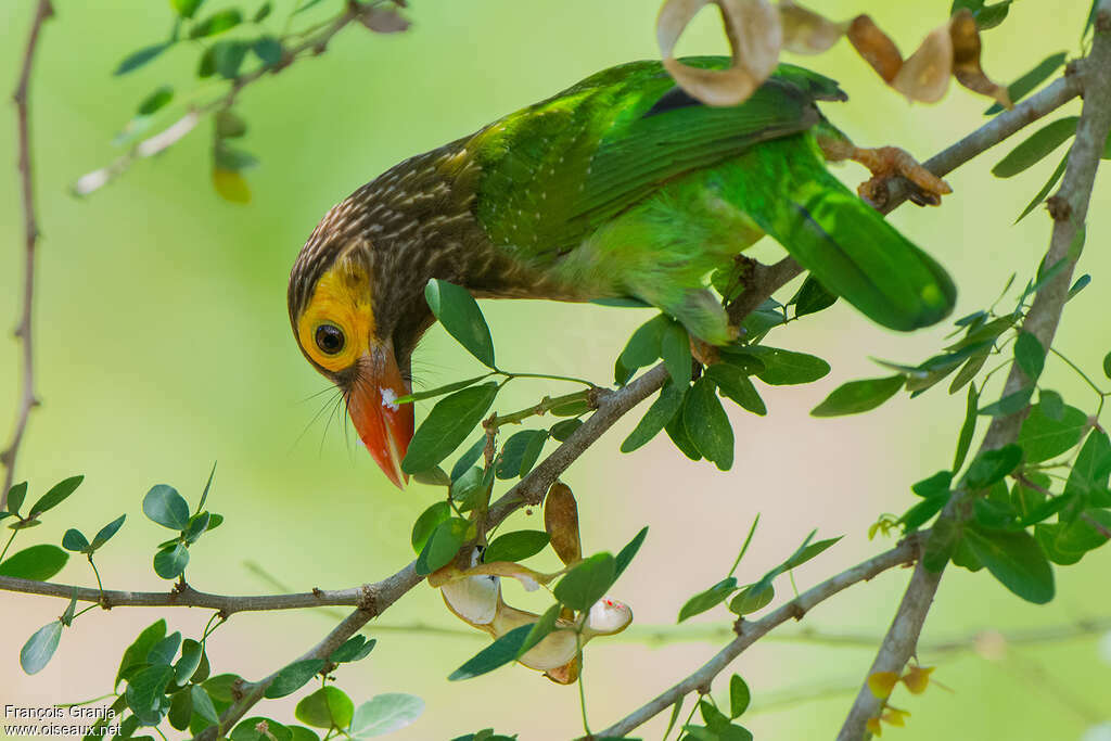 Brown-headed Barbetadult, feeding habits