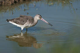 Black-tailed Godwit