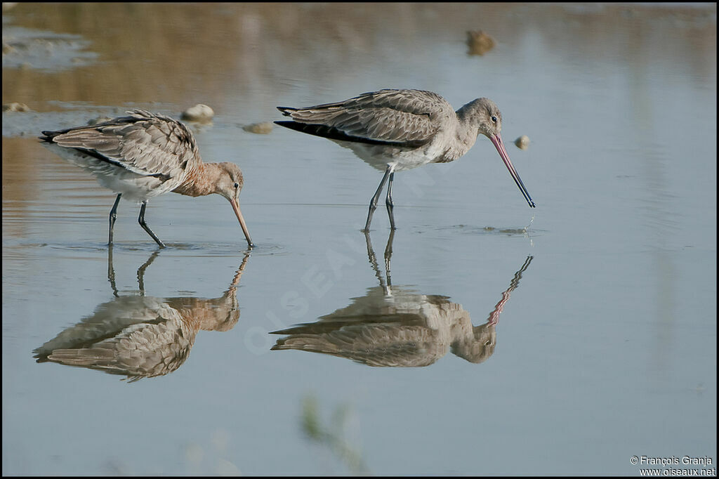 Black-tailed Godwitadult