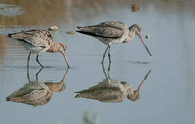 Black-tailed Godwit