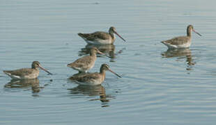 Black-tailed Godwit