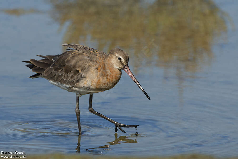 Black-tailed Godwitadult transition, fishing/hunting