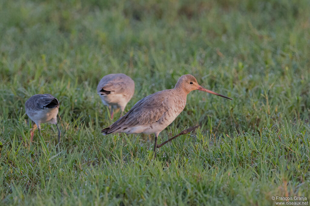 Black-tailed Godwit