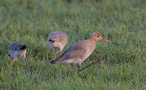 Black-tailed Godwit