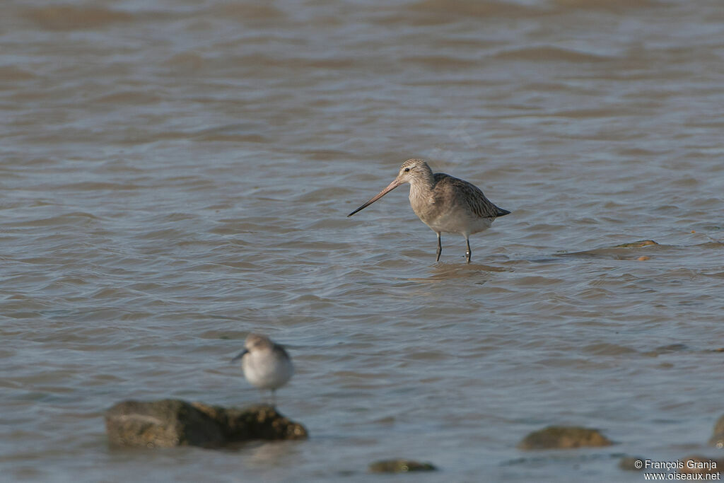 Bar-tailed Godwitadult