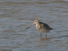 Bar-tailed Godwit