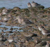 Bar-tailed Godwit