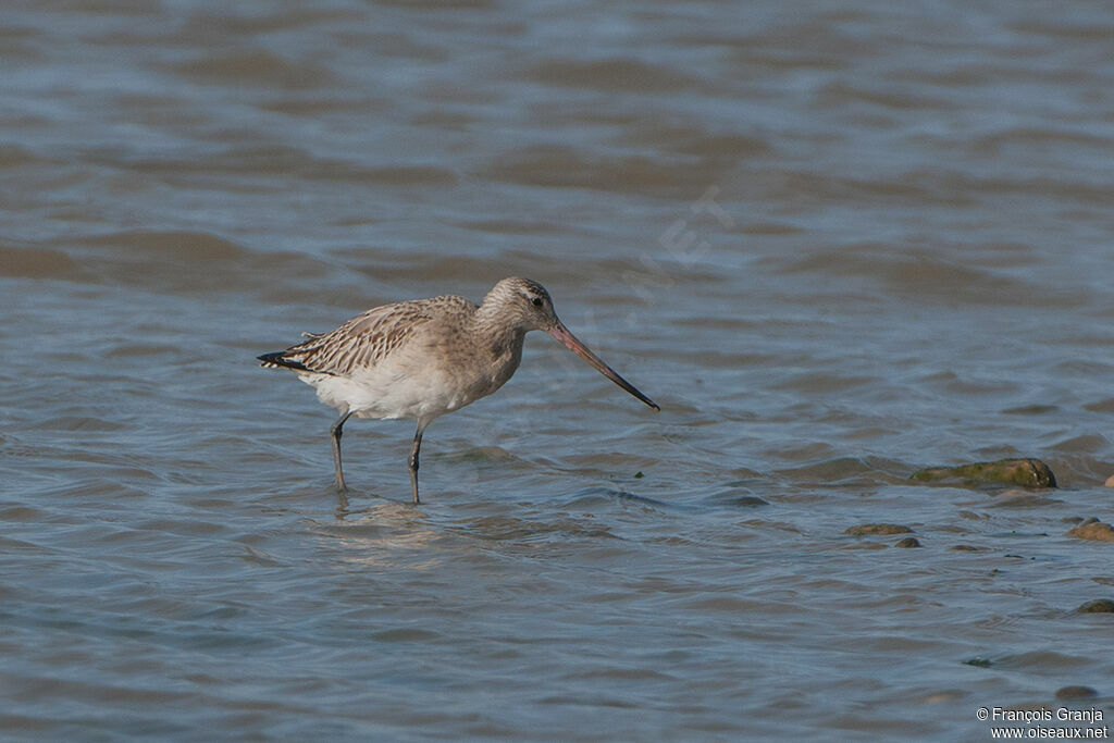 Bar-tailed Godwitadult