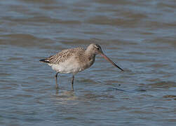 Bar-tailed Godwit