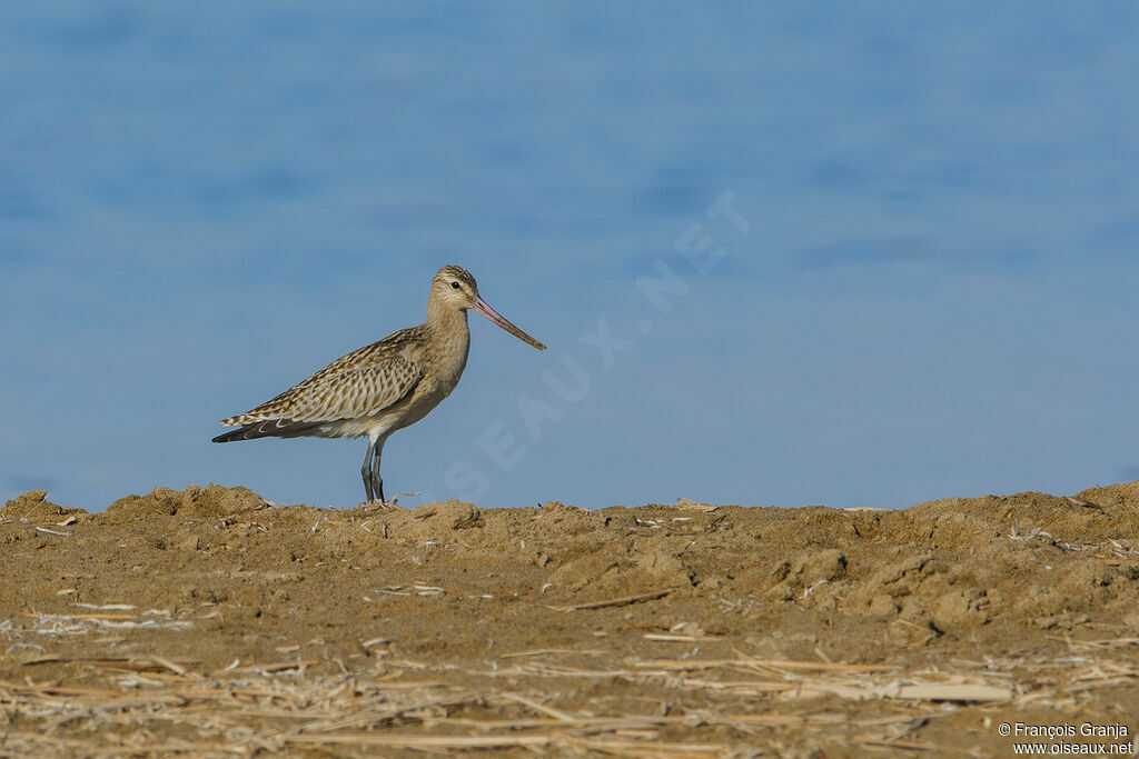 Bar-tailed Godwit