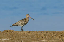 Bar-tailed Godwit