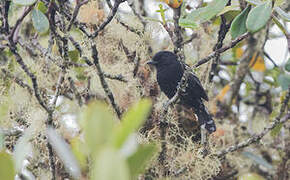 Variable Antshrike