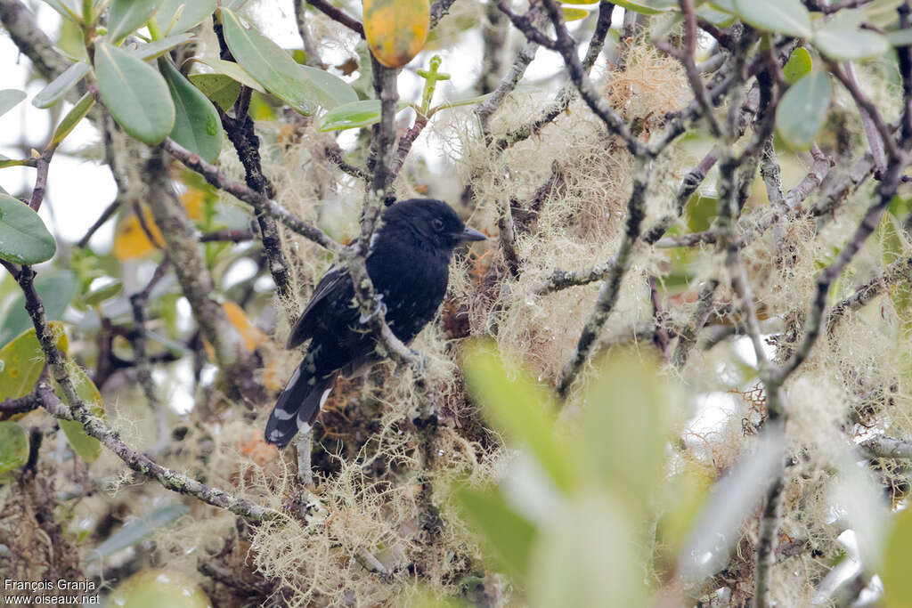 Variable Antshrike male adult, identification