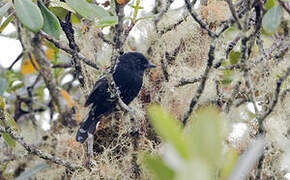 Variable Antshrike