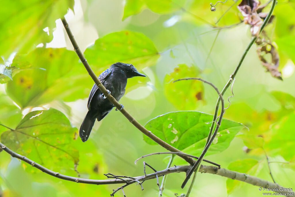 Black-hooded Antshrike