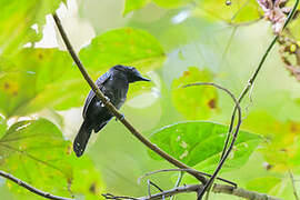 Black-hooded Antshrike