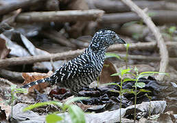 Barred Antshrike