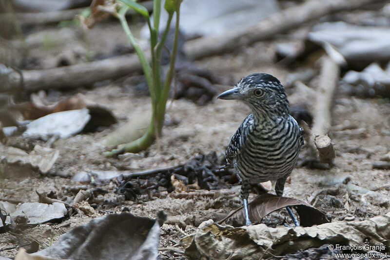 Barred Antshrike