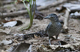 Barred Antshrike