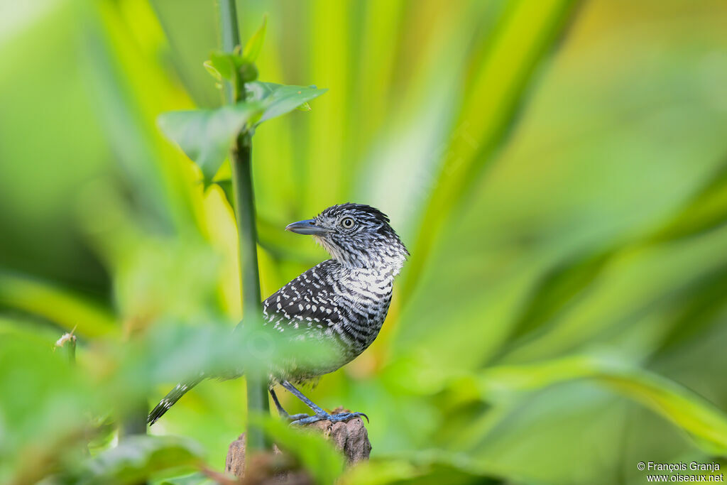 Barred Antshrike