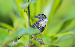 Barred Antshrike