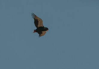 Bateleur des savanes