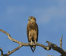 Bateleur