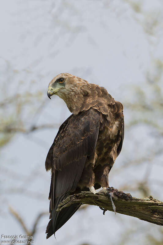 Bateleur des savanesjuvénile