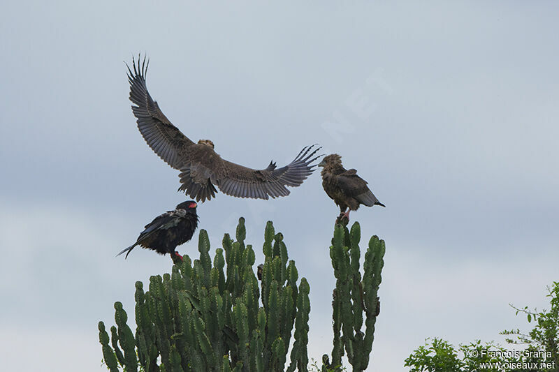 Bateleur des savanesjuvénile