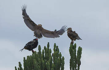 Bateleur des savanes