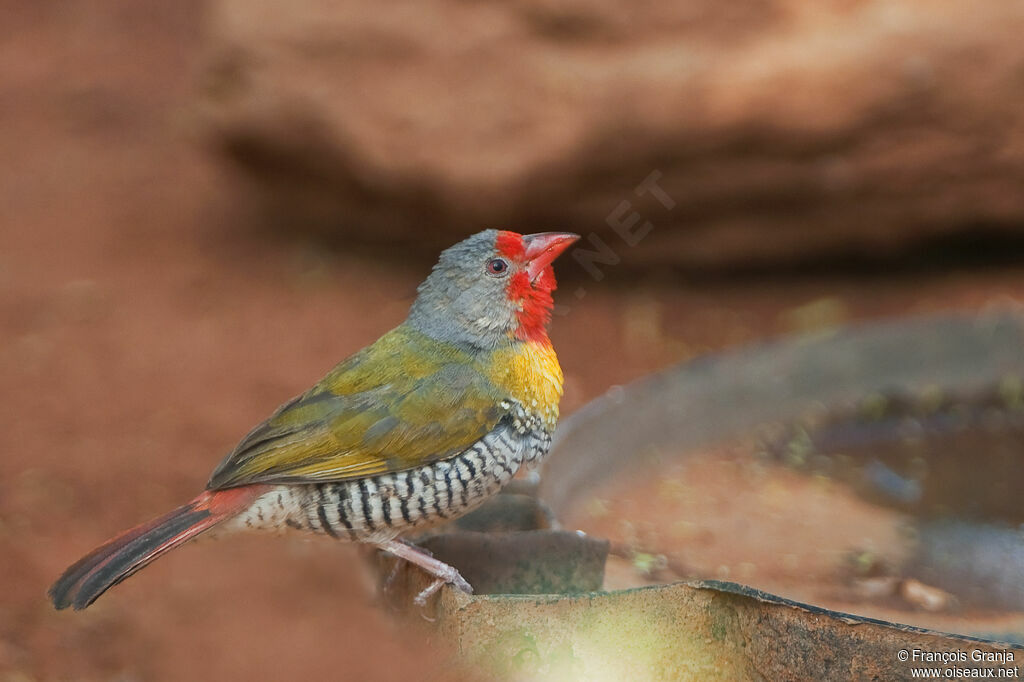 Green-winged Pytilia