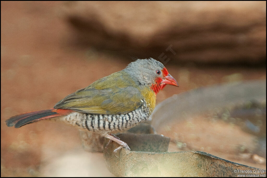 Green-winged Pytilia