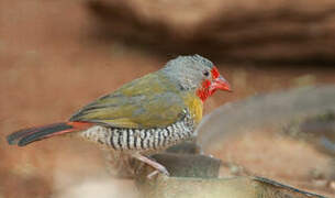 Green-winged Pytilia