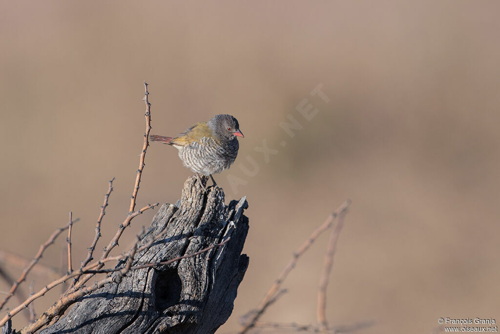 Green-winged Pytilia female