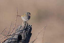 Green-winged Pytilia