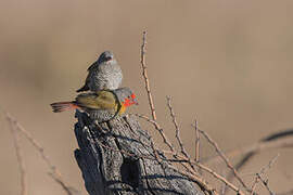 Green-winged Pytilia